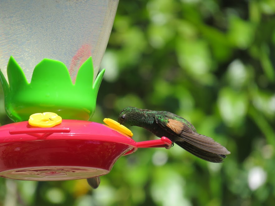 Stripe-tailed Hummingbird - ML143113671