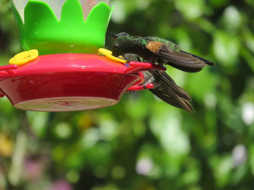 Stripe-tailed Hummingbird - ML143113711