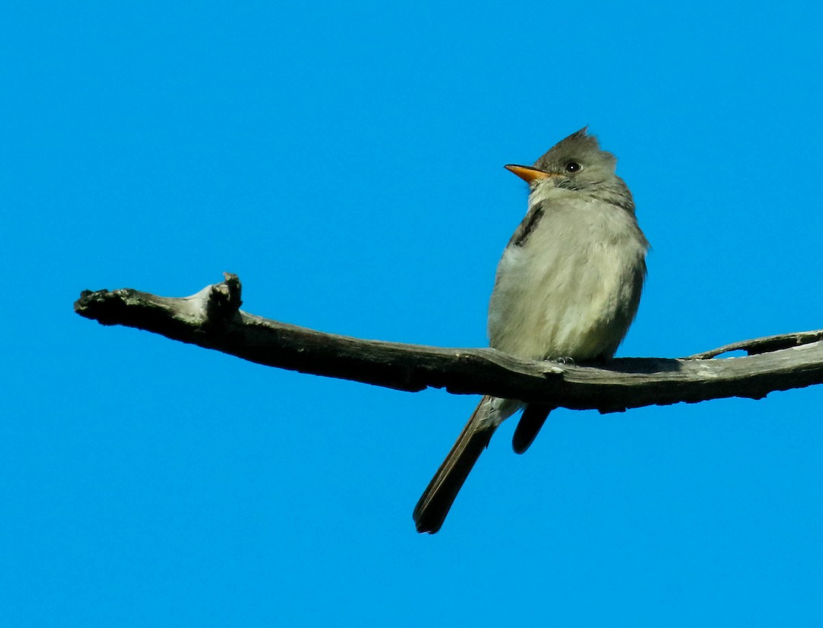 Greater Pewee - Tom Driscoll