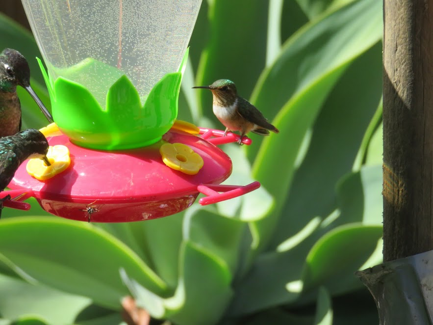 Scintillant Hummingbird - Leon Hickok