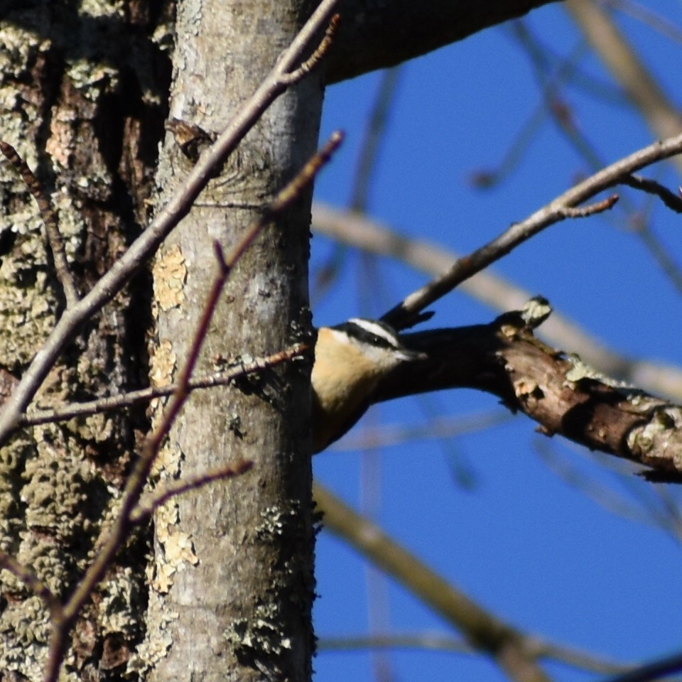 Red-breasted Nuthatch - ML143118441