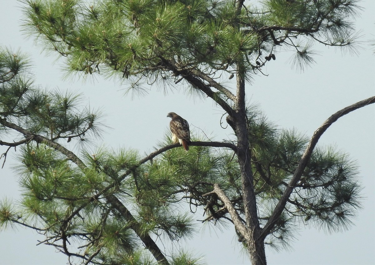 Red-tailed Hawk - ML143118631