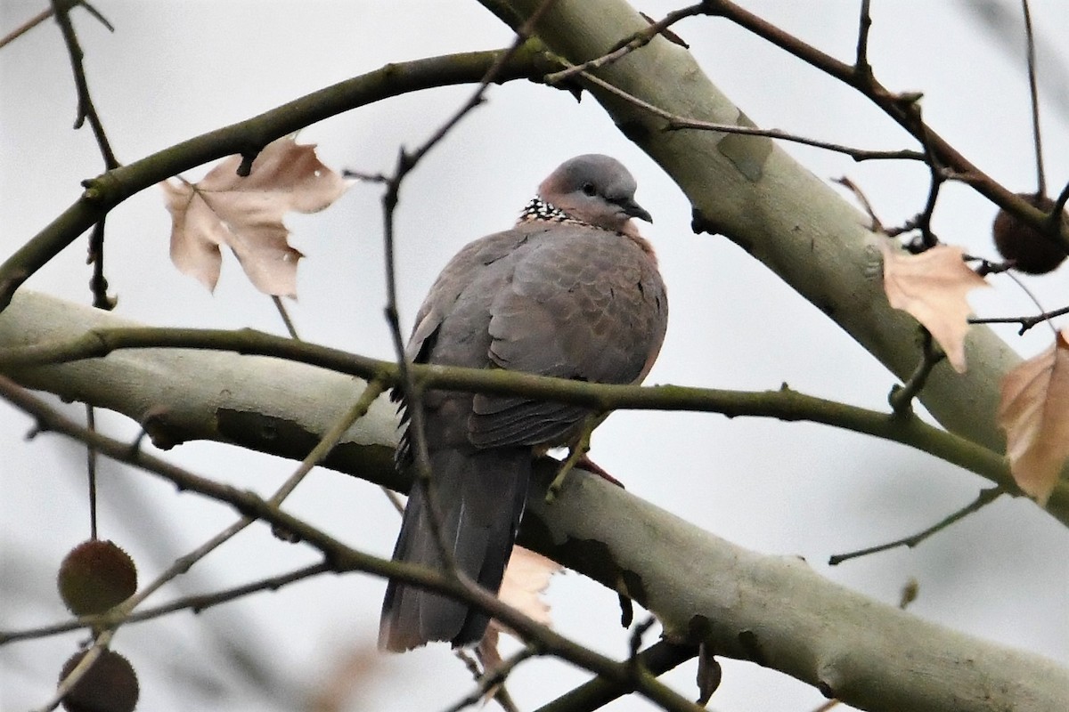 Spotted Dove - ML143121611