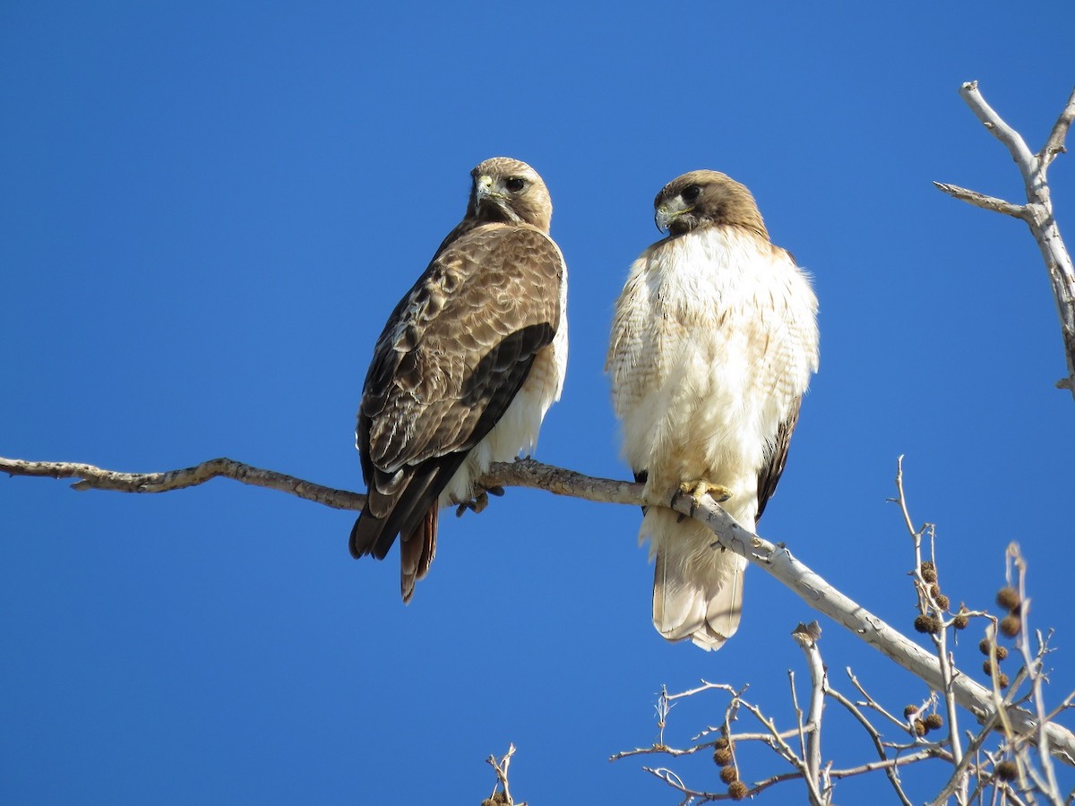 Red-tailed Hawk - ML143121671