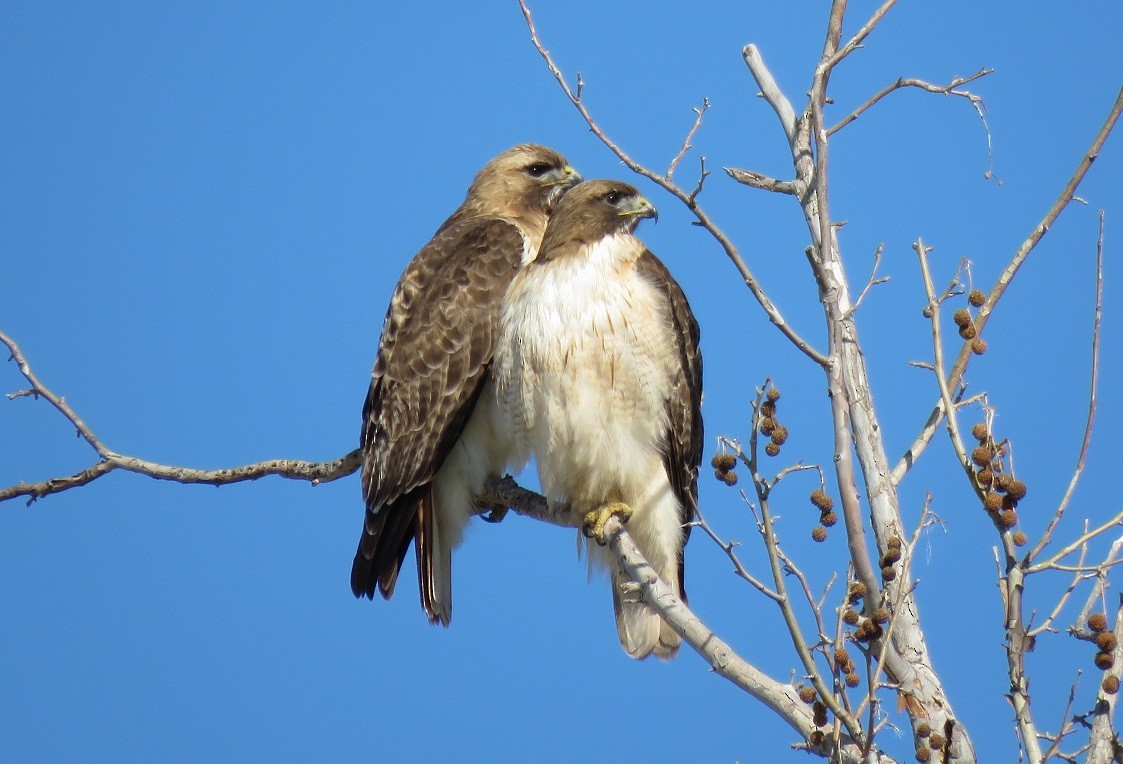 Red-tailed Hawk - ML143121711