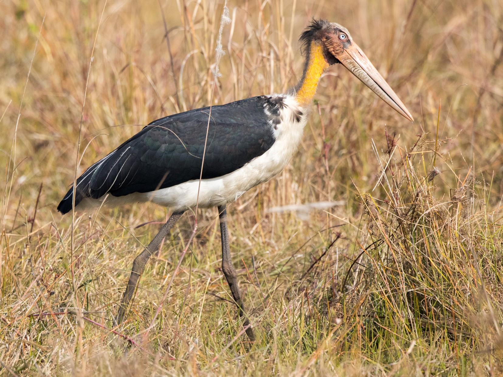 Lesser Adjutant - Rhys Marsh