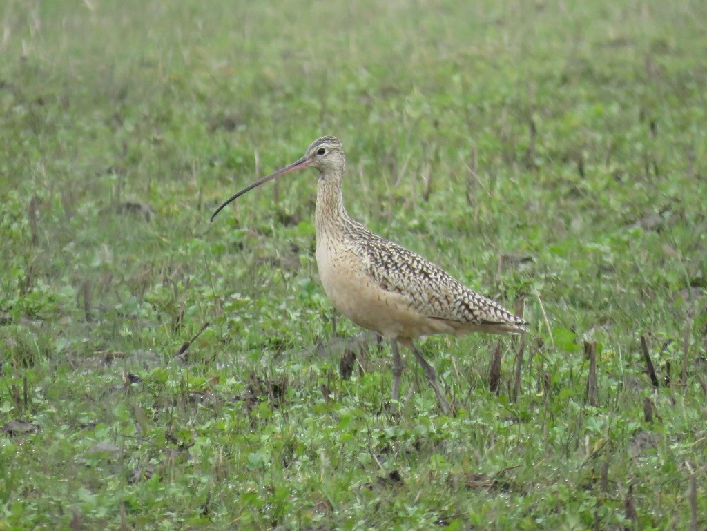 Long-billed Curlew - ML143128581