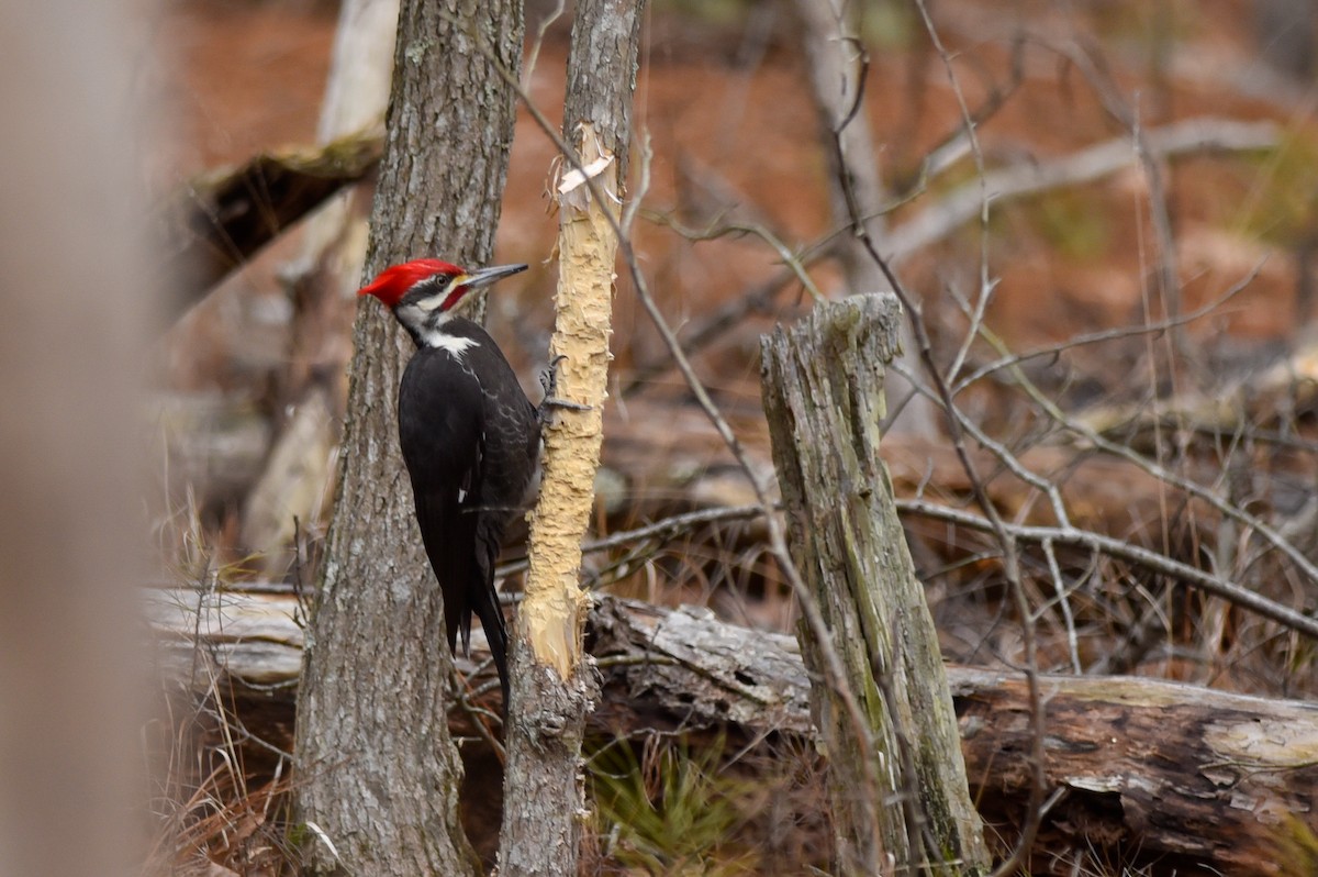 Pileated Woodpecker - Daniel Irons
