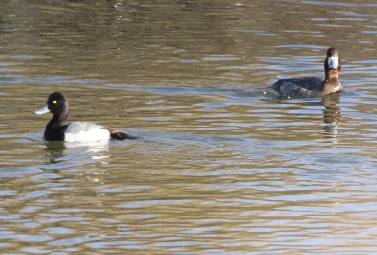 Greater Scaup - Mike "mlovest" Miller