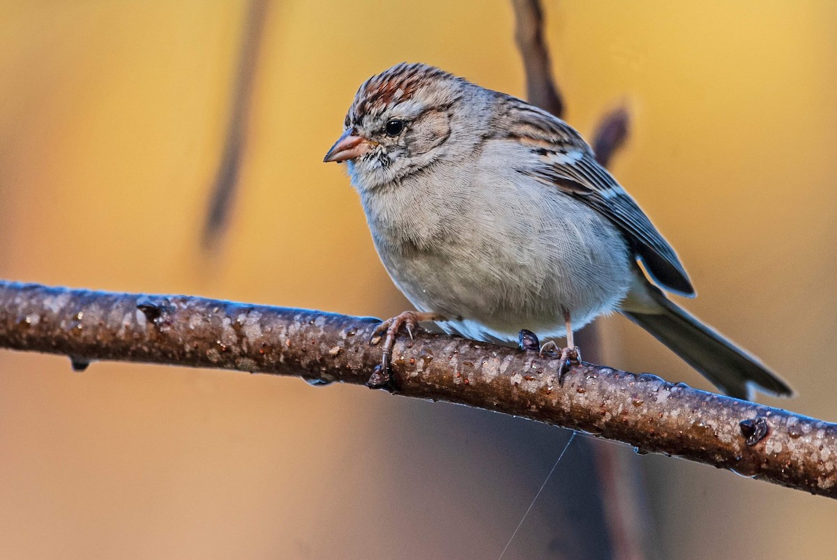 Chipping Sparrow - Andrew Simon