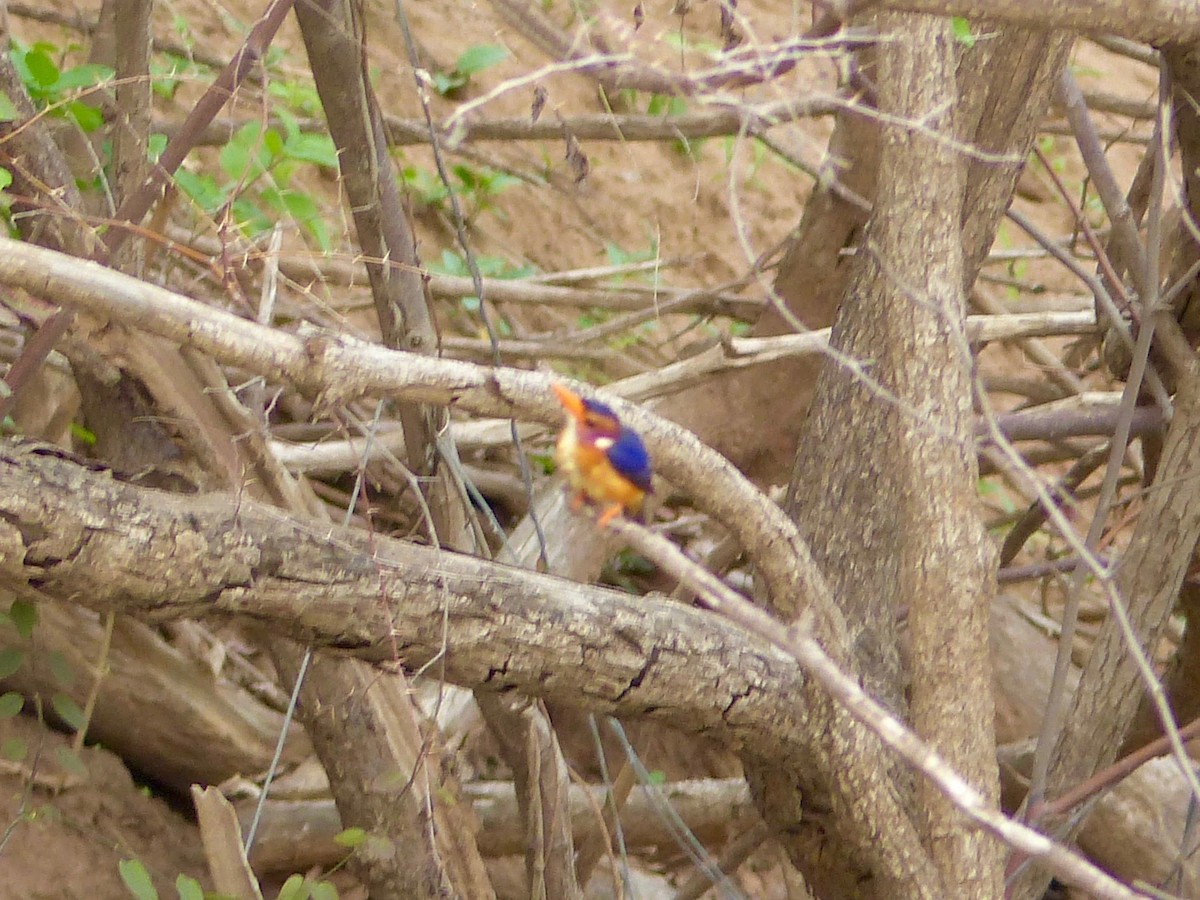 African Pygmy Kingfisher - Eamon Corbett