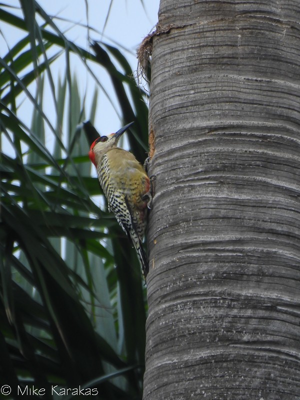 Cuban Green Woodpecker - Mike Karakas