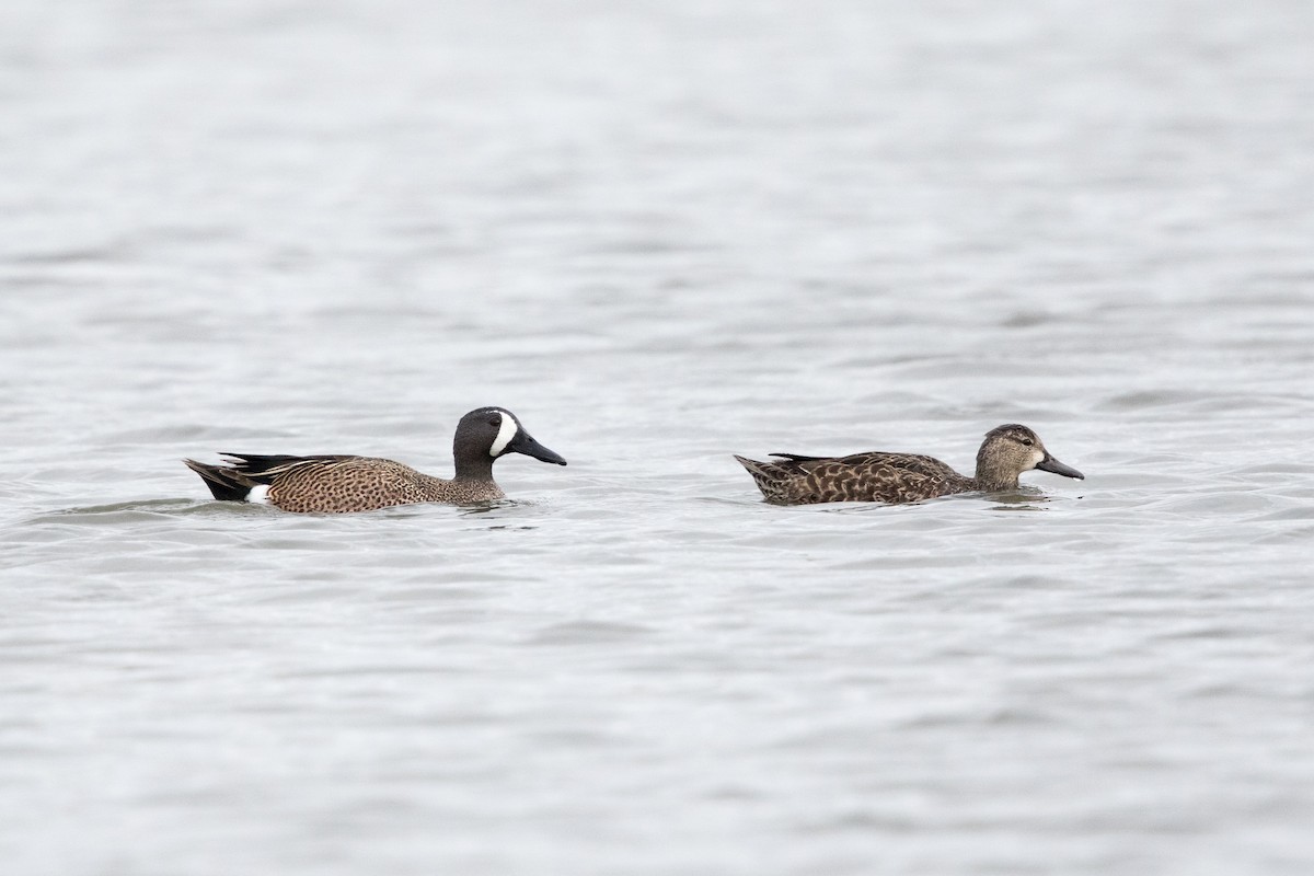 Blue-winged Teal - ML143138841
