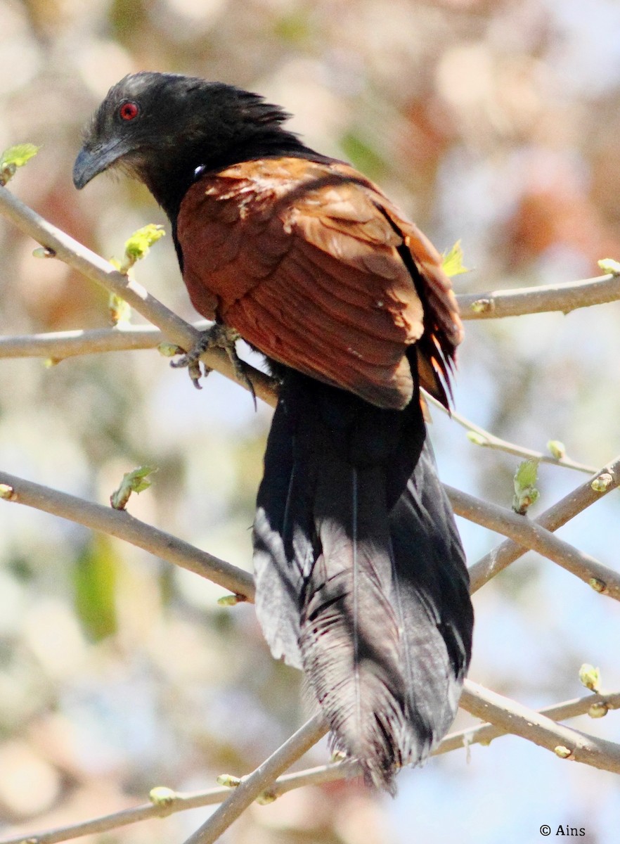 Greater Coucal - ML143139611