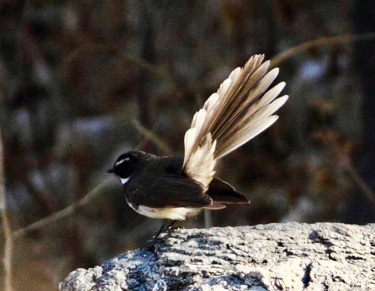 Spot-breasted Fantail - ML143139771