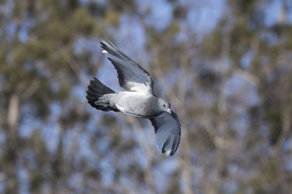 Rock Pigeon (Feral Pigeon) - ML143140441