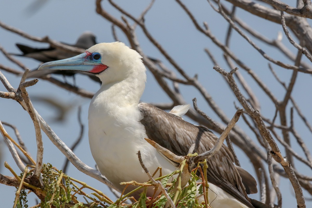 Red-footed Booby - ML143141281