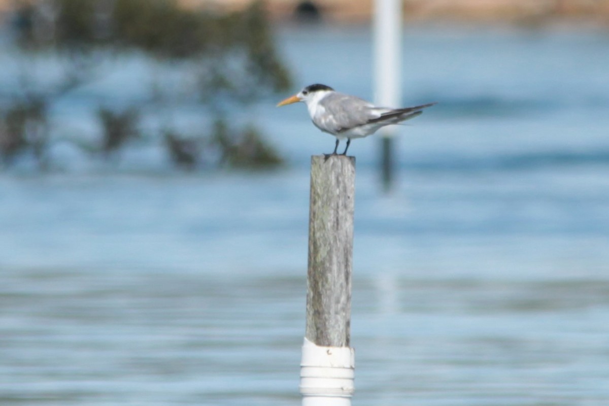 Great Crested Tern - ML143142701