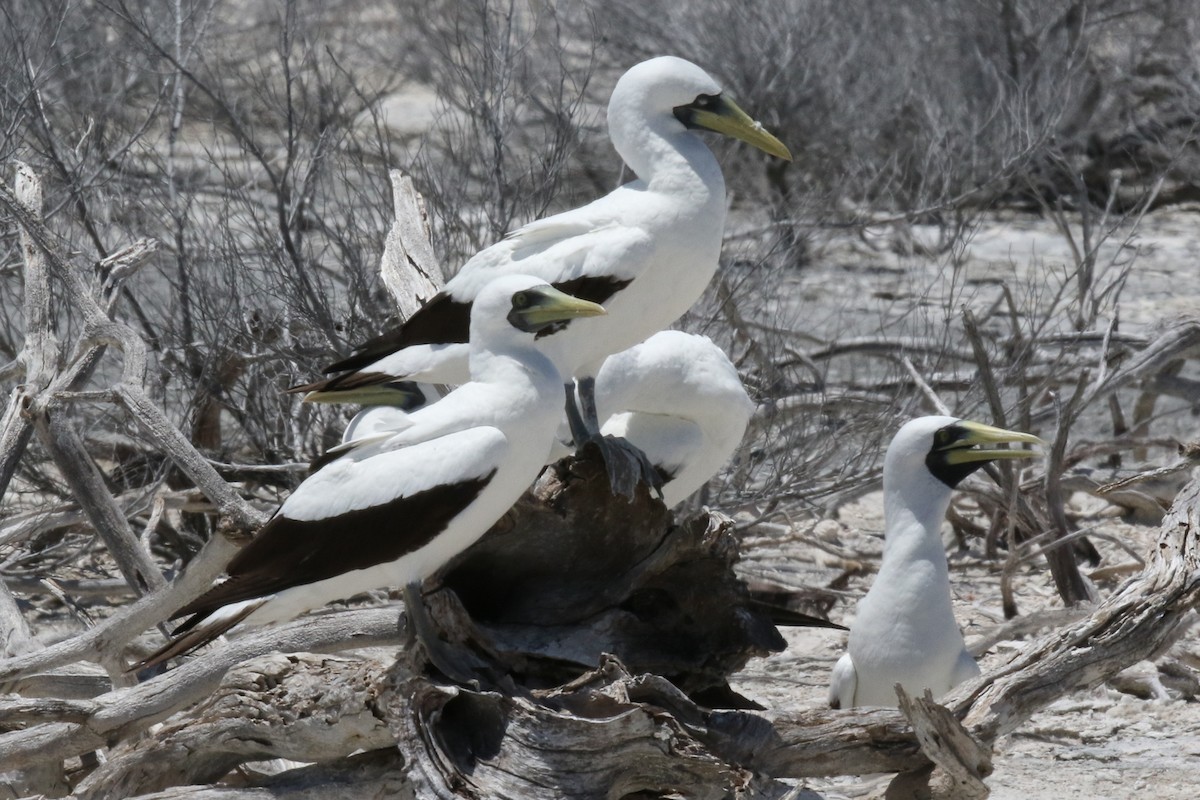 Masked Booby - ML143142941