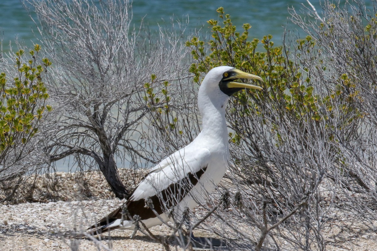 Masked Booby - ML143142961