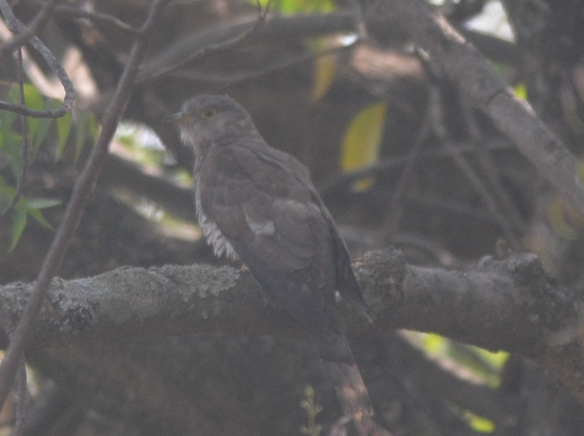 Common Hawk-Cuckoo - Hareesha AS
