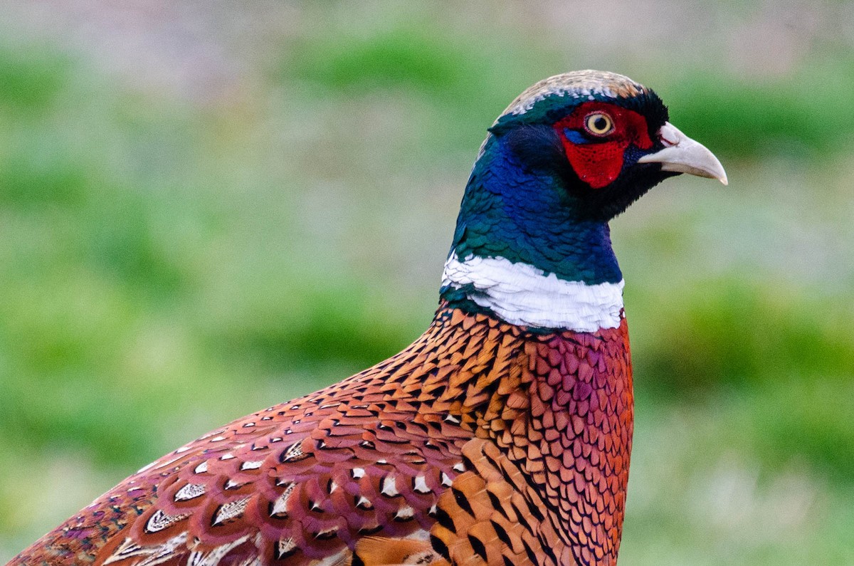 Ring-necked Pheasant - Antoon De Vylder