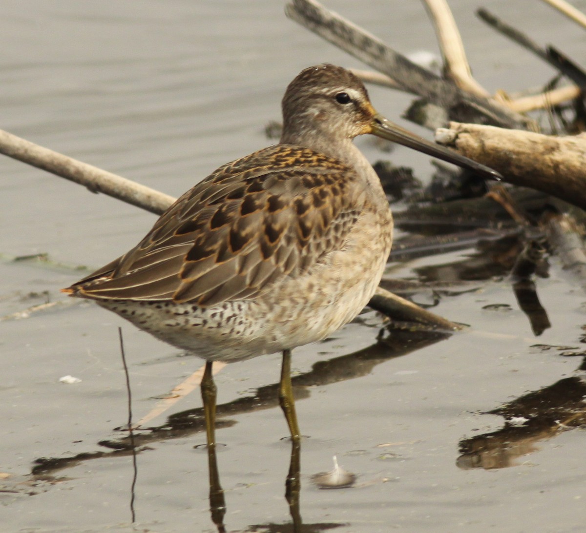 Long-billed Dowitcher - Larry Sirvio
