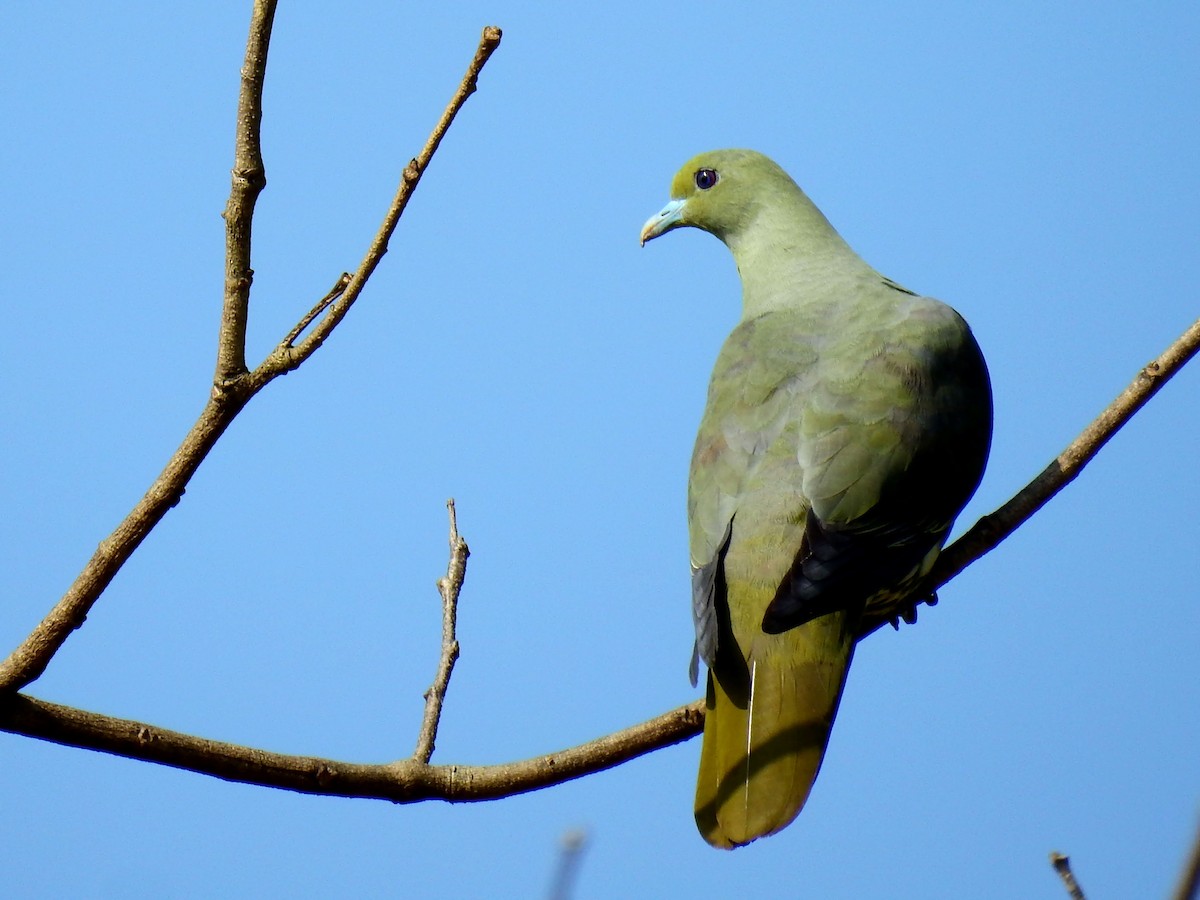 Whistling Green-Pigeon (Taiwan) - ML143151531