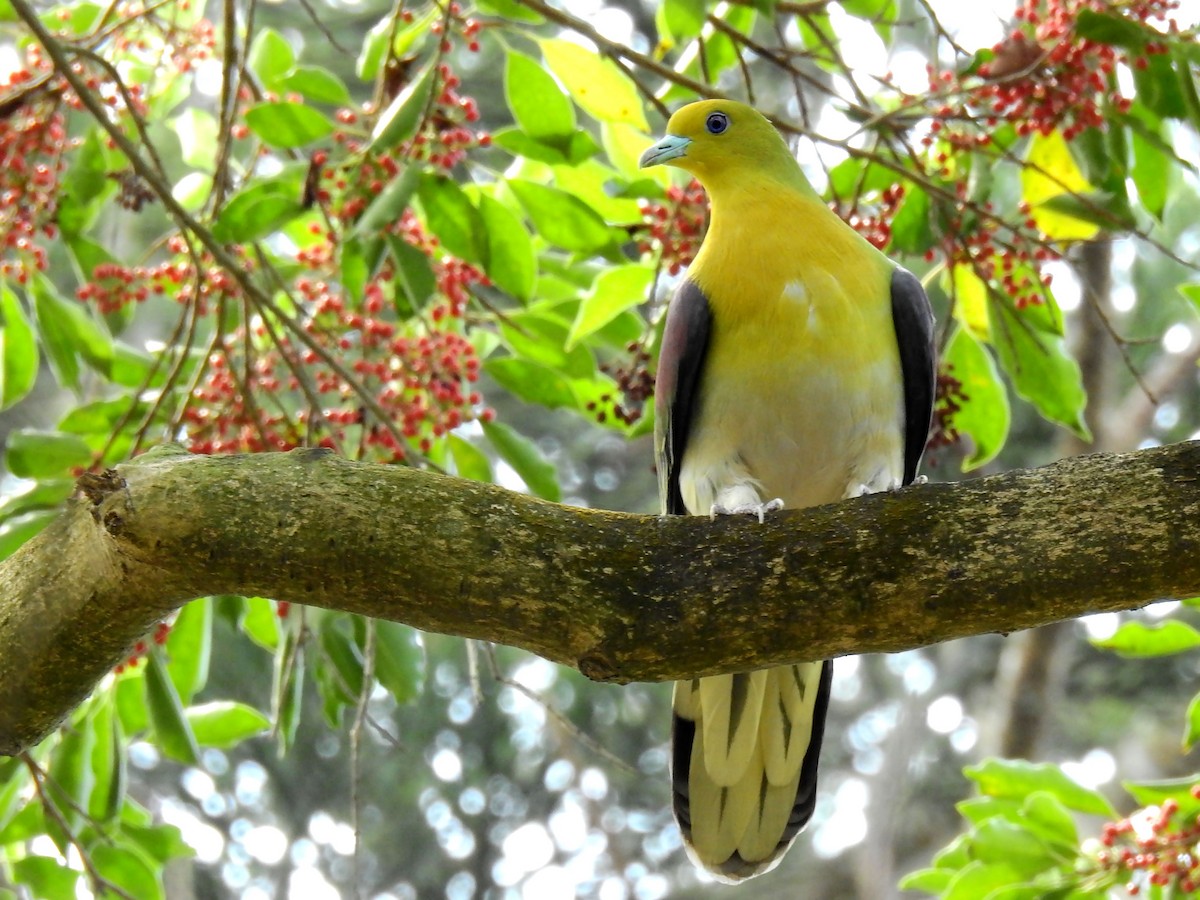 White-bellied Green-Pigeon - ML143151561