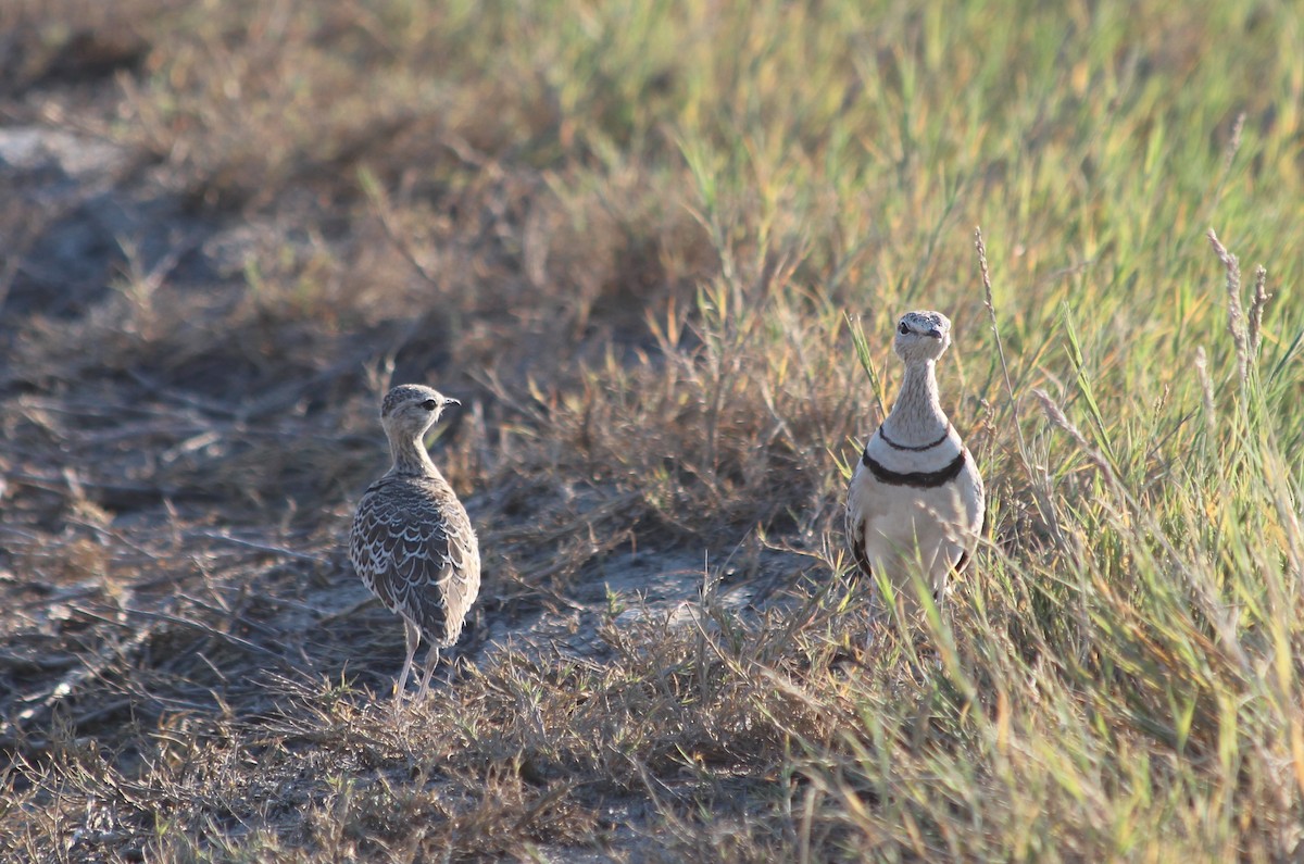 Double-banded Courser - ML143157591