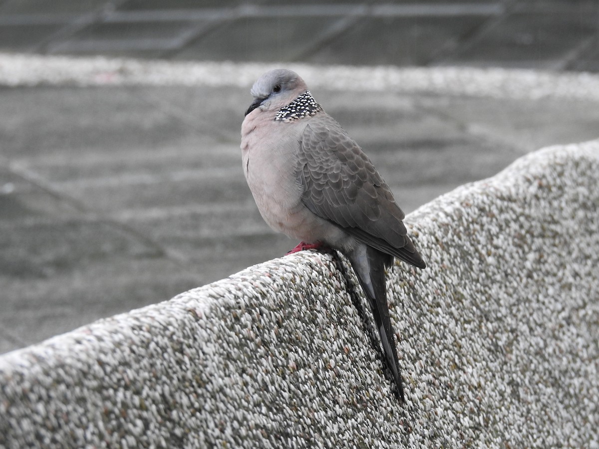 Spotted Dove (Eastern) - ML143157631
