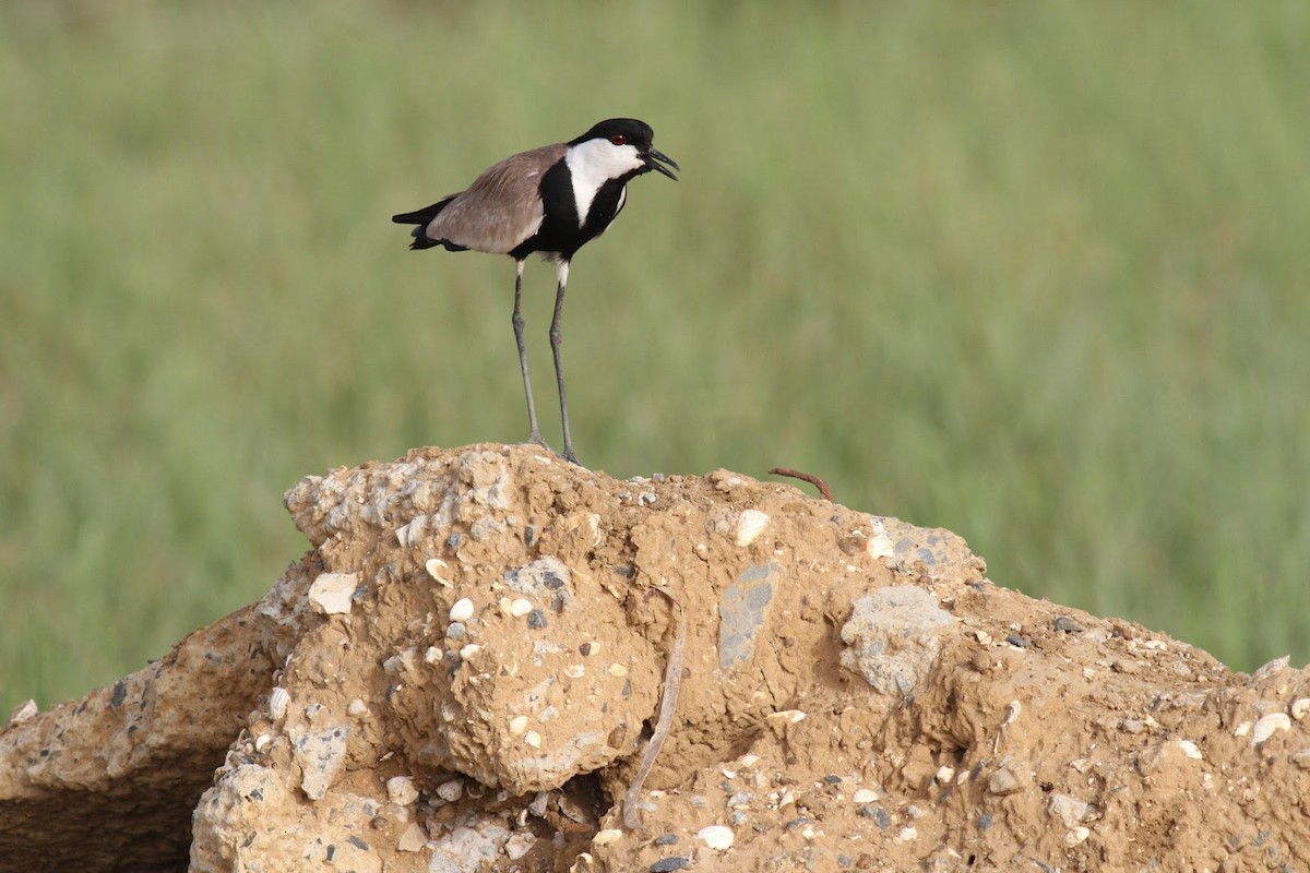 Spur-winged Lapwing - Frédéric Bacuez