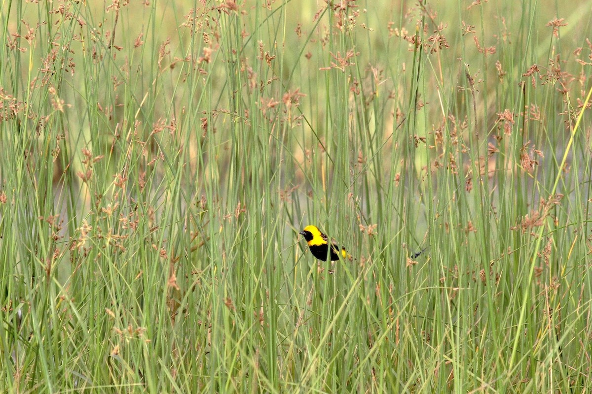 Yellow-crowned Bishop - Frédéric Bacuez