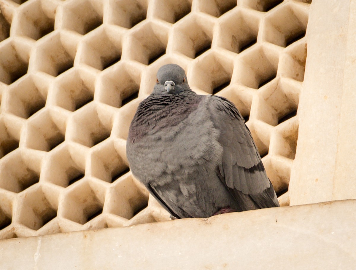 Rock Pigeon (Feral Pigeon) - Michael Warner
