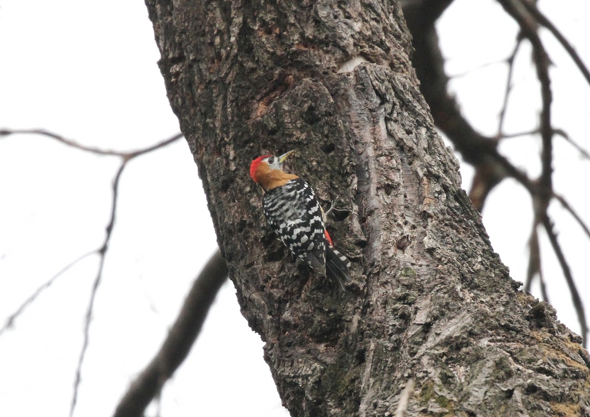 Rufous-bellied Woodpecker - Cheng Qian