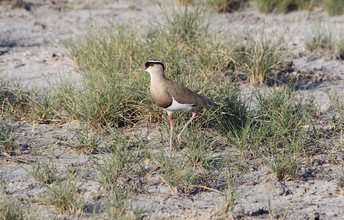 Crowned Lapwing - ML143160221