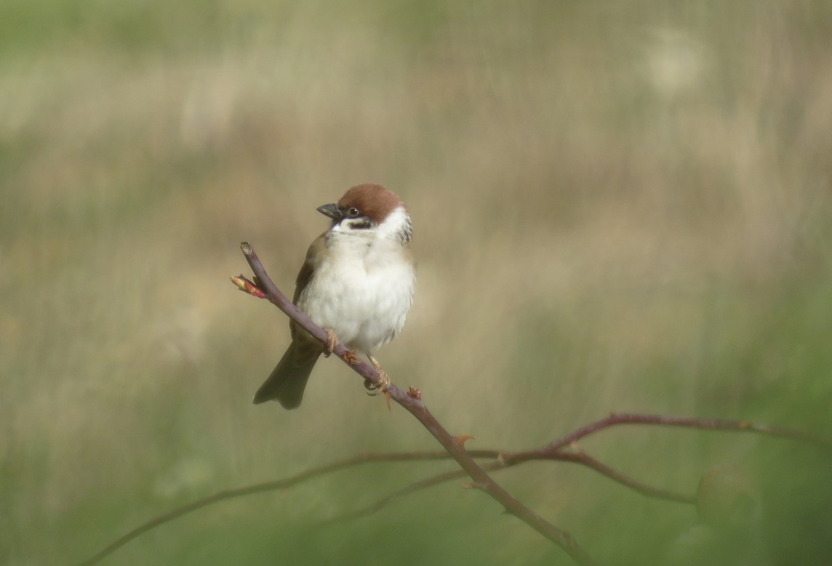 Eurasian Tree Sparrow - Miguel Rodríguez Esteban