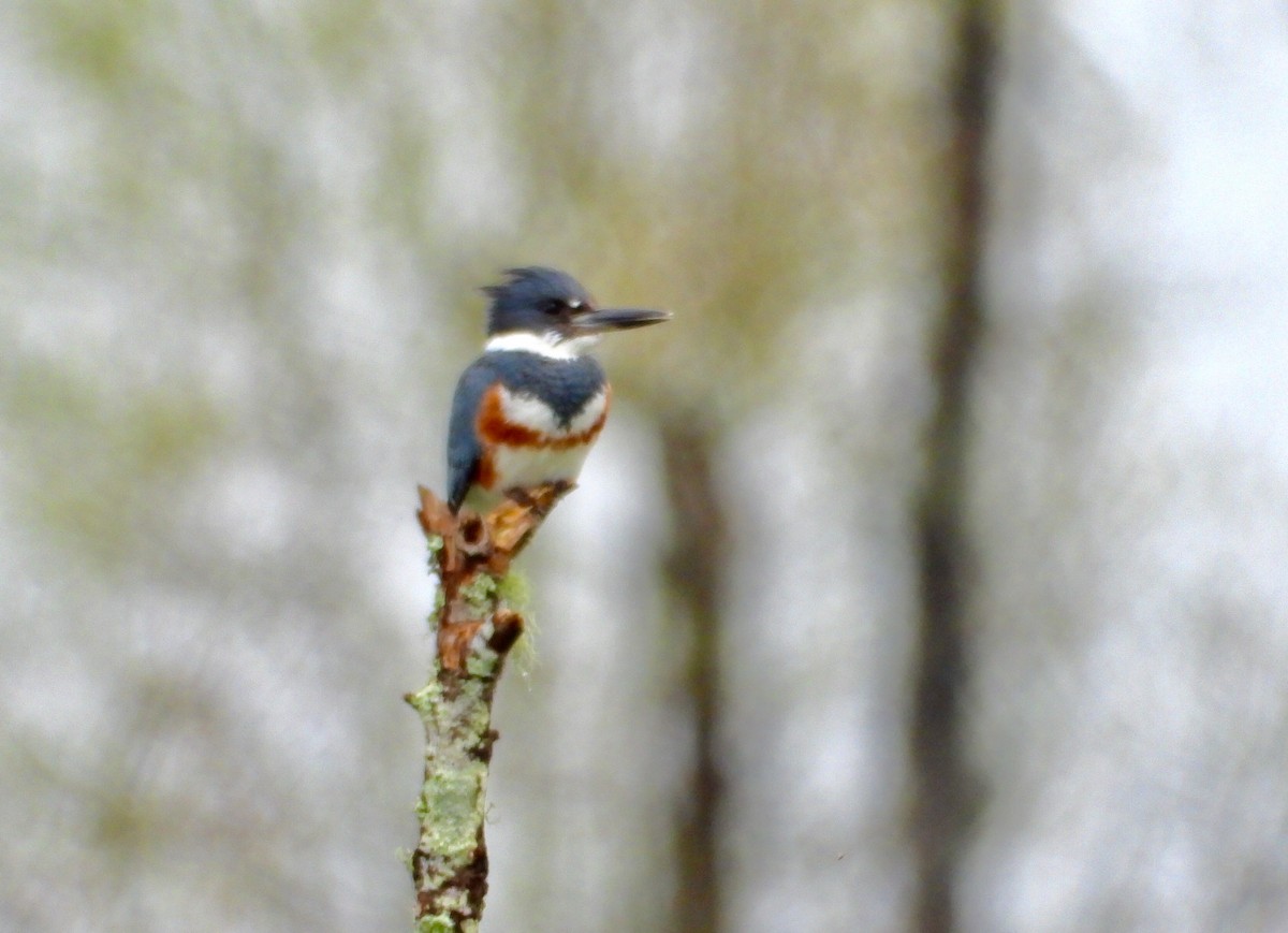 Belted Kingfisher - James R. Hill, III