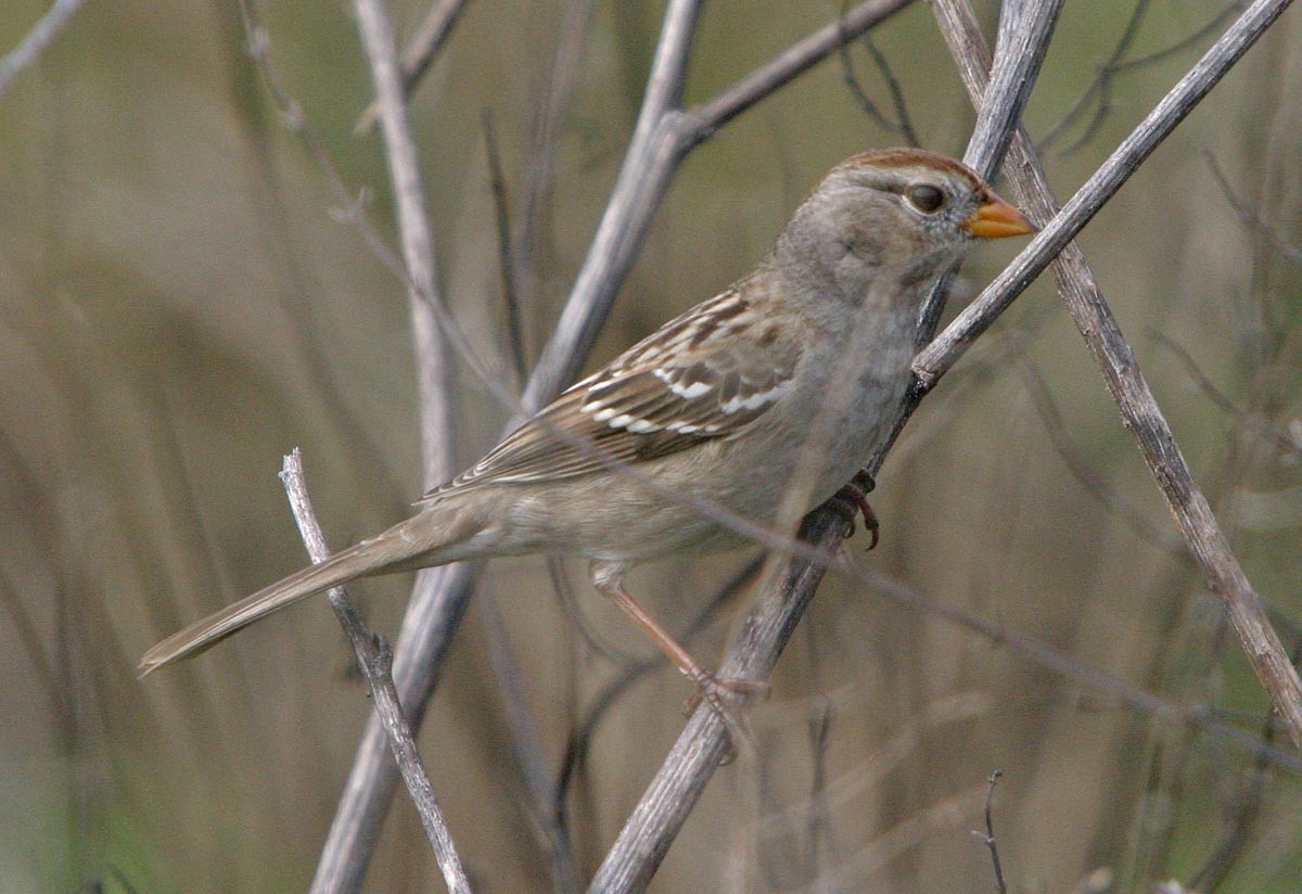 White-crowned Sparrow (Gambel's) - Martin Reid