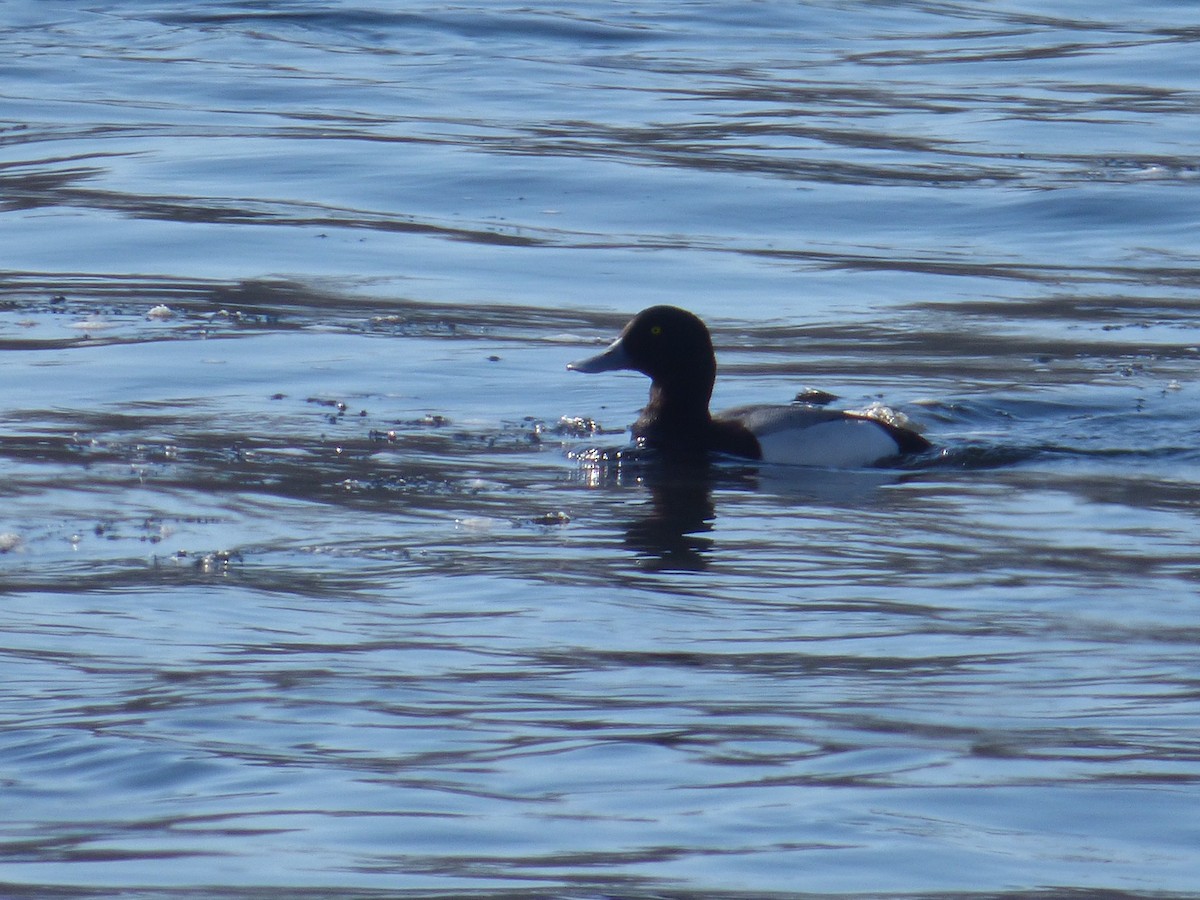 Greater Scaup - ML143166211