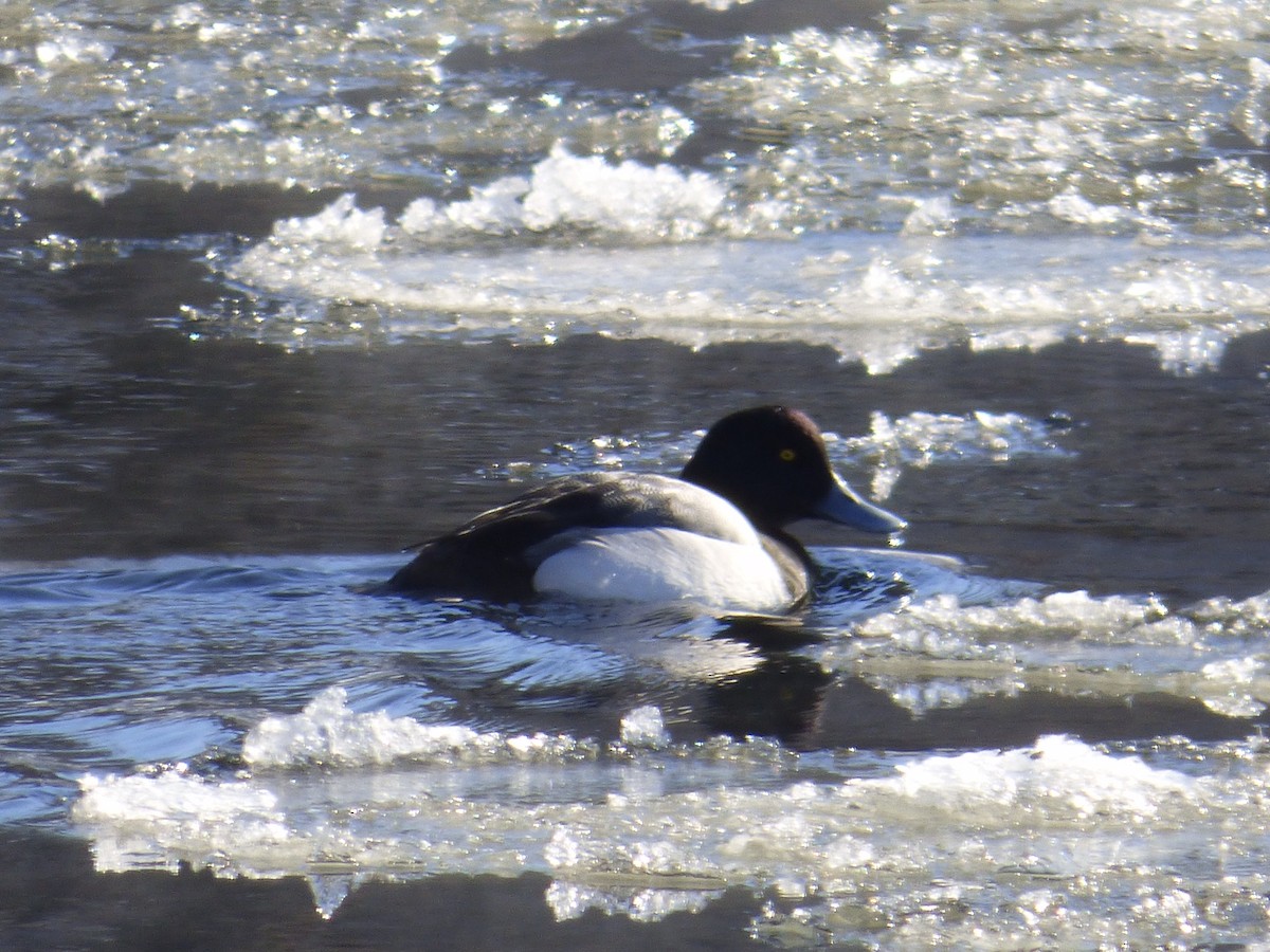 Greater Scaup - ML143166221