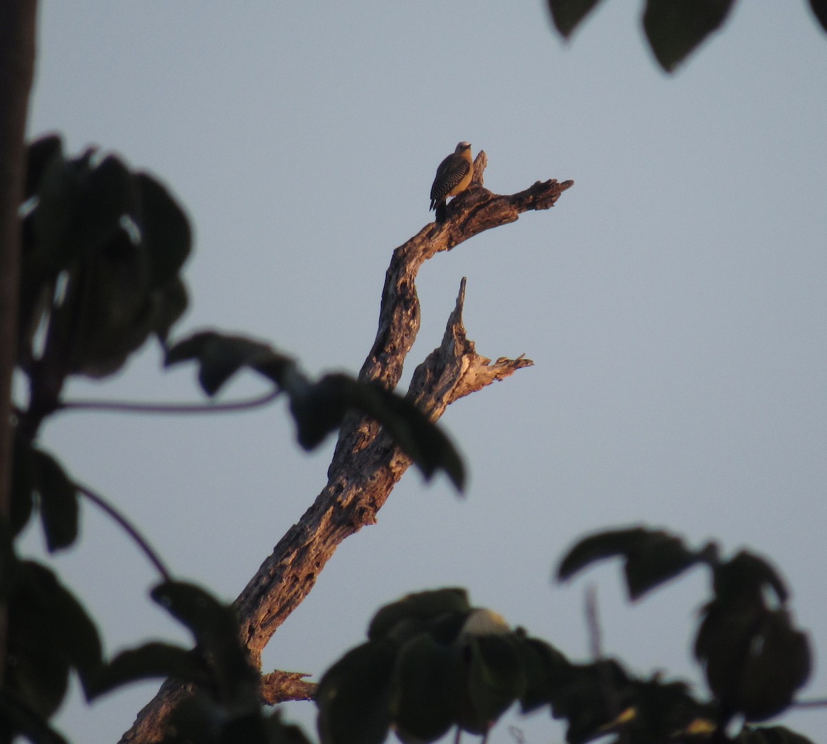 Yucatan Woodpecker - ML143169201