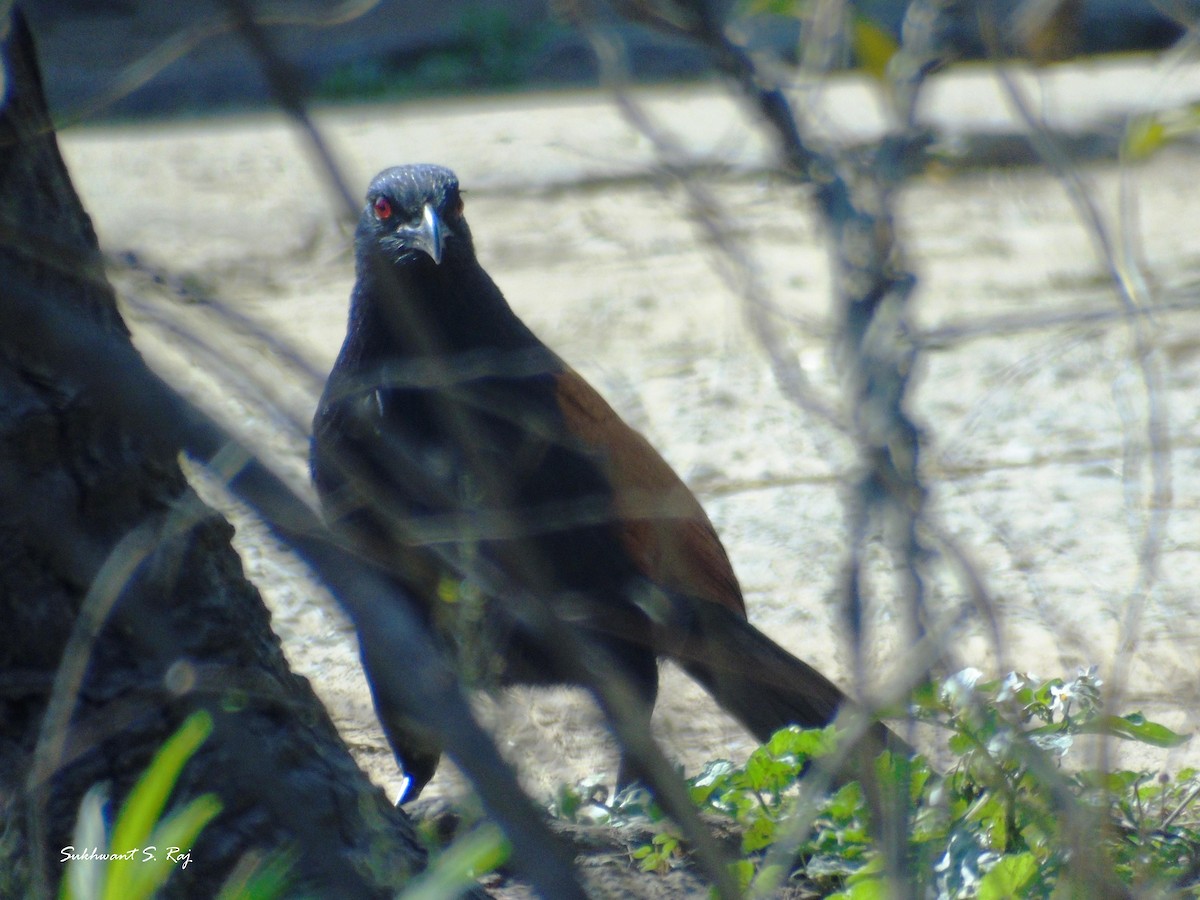 Greater Coucal - Sukhwant S Raj
