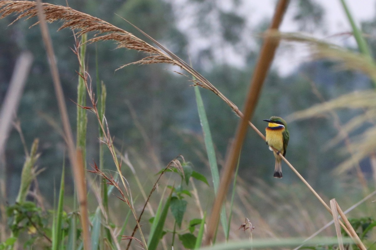 Blue-breasted Bee-eater - David Guarnieri