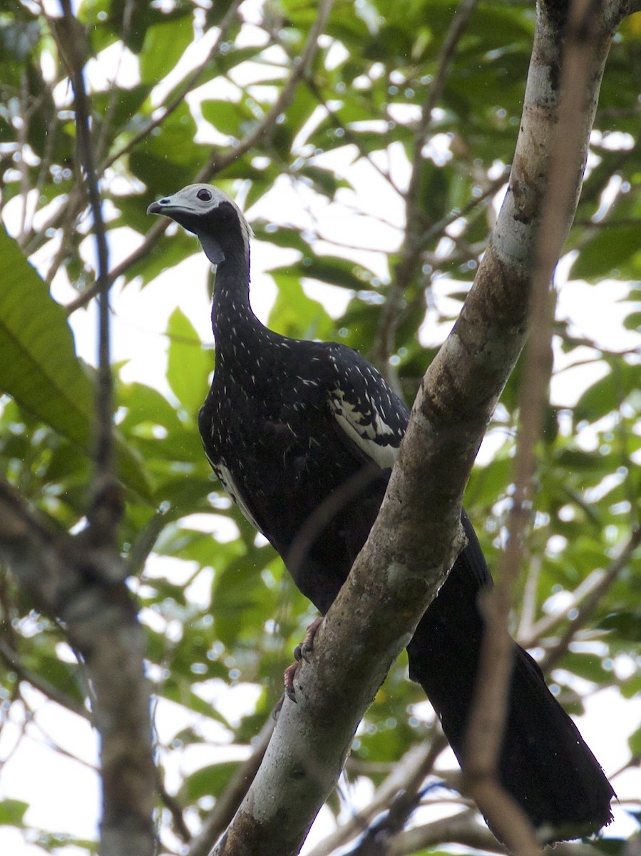 Blue-throated Piping-Guan - Nicole Desnoyers