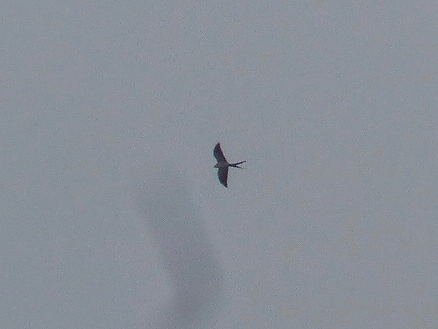 Swallow-tailed Kite - Eamon Corbett