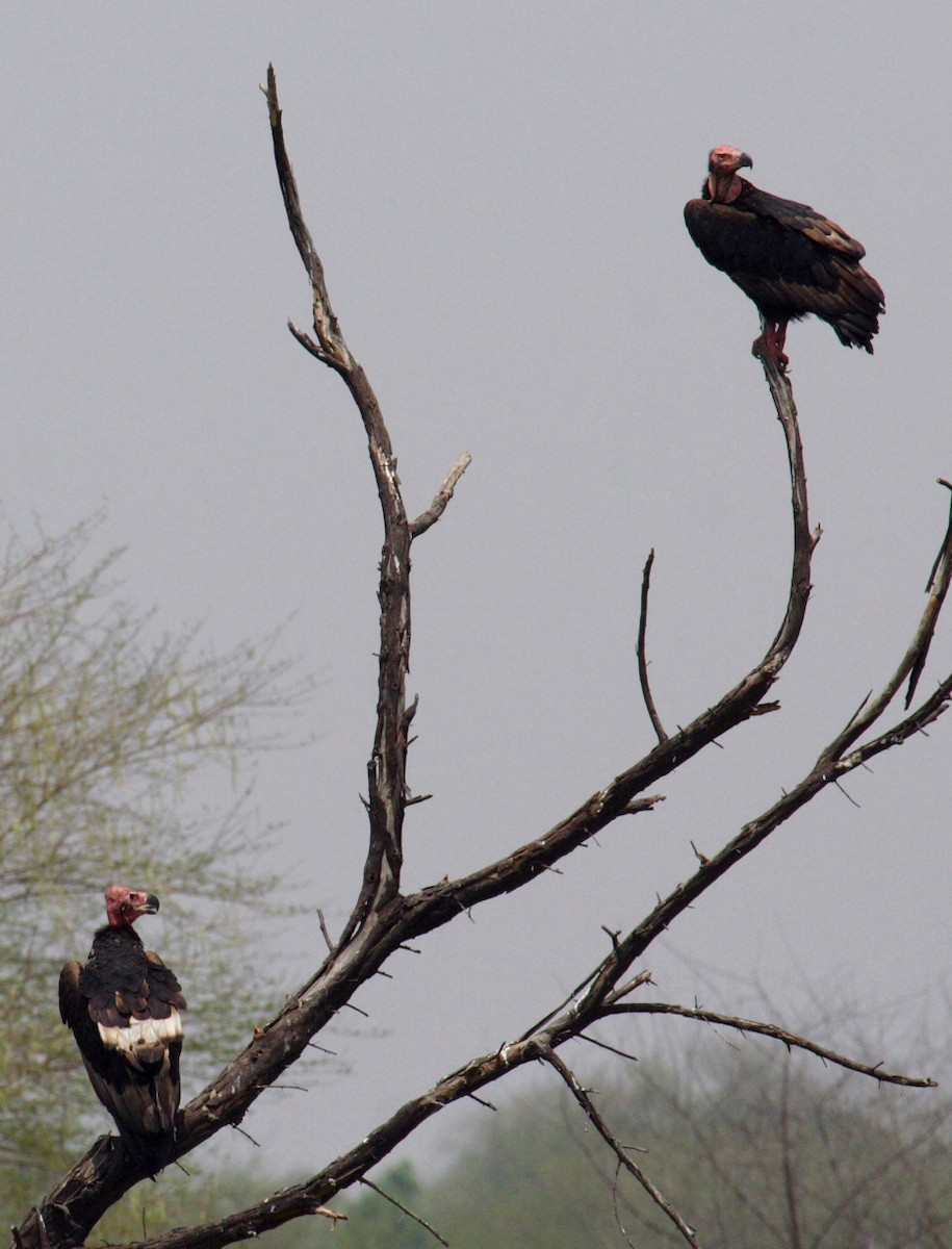 Red-headed Vulture - ML143181621