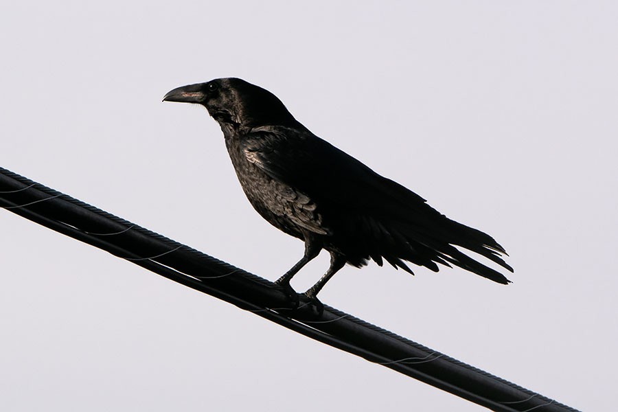 Common Raven - Nancy Hamlett