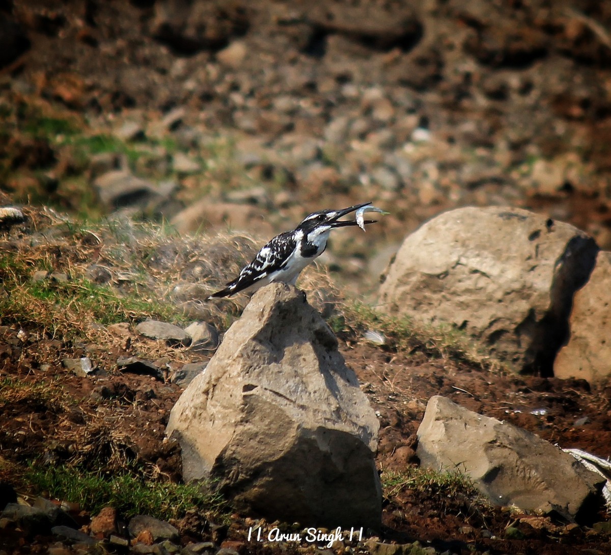 Pied Kingfisher - Arun Singh: Andaman Bird Tour