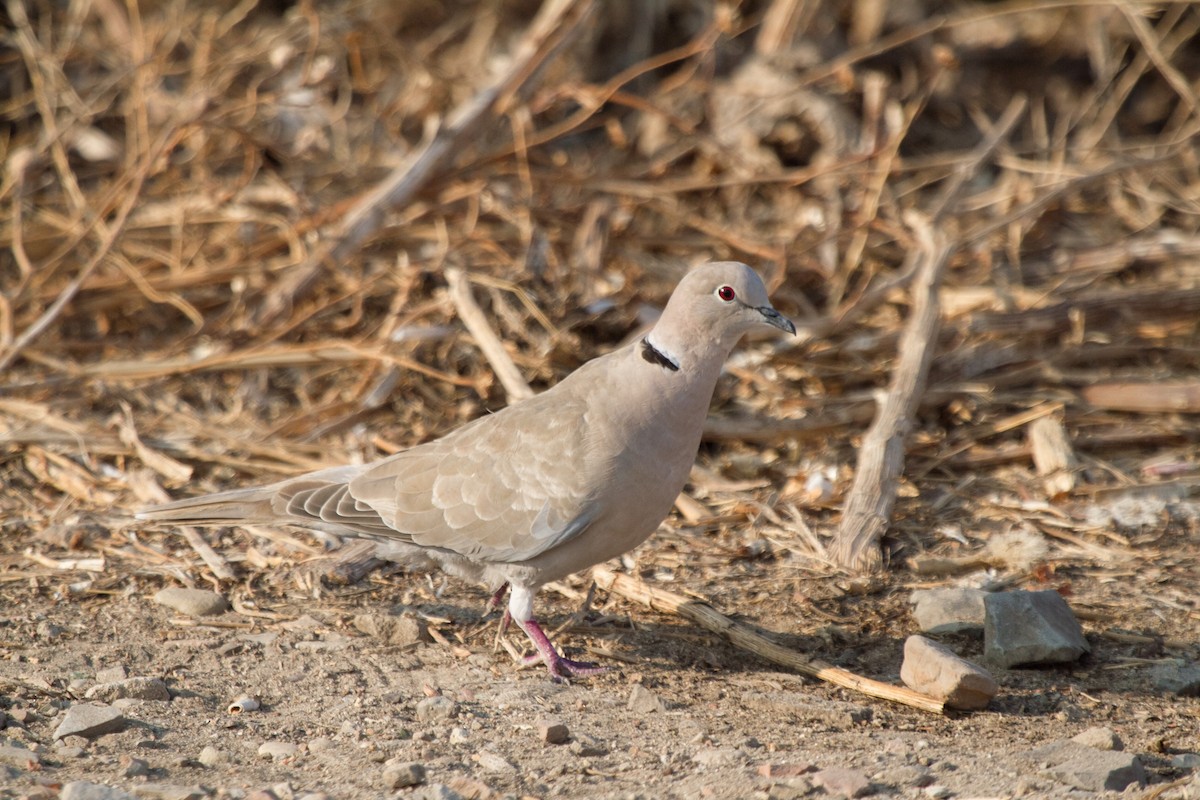 Eurasian Collared-Dove - Iain Robson